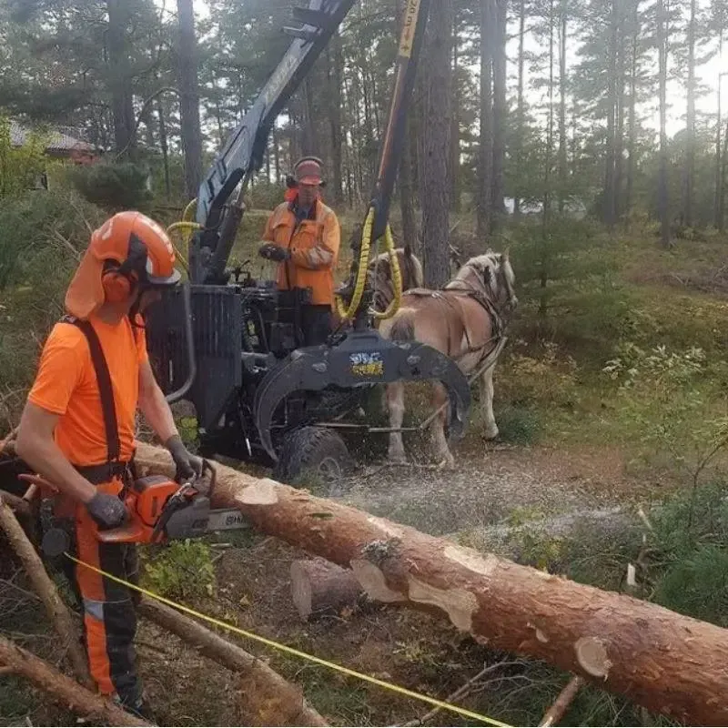 Hyggesfri avverkning