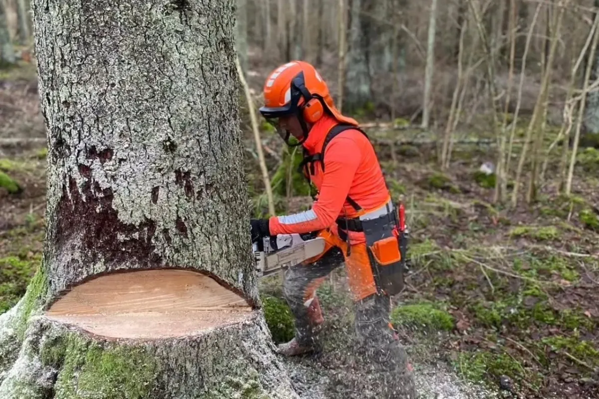 Manuell huggning i Södermanland