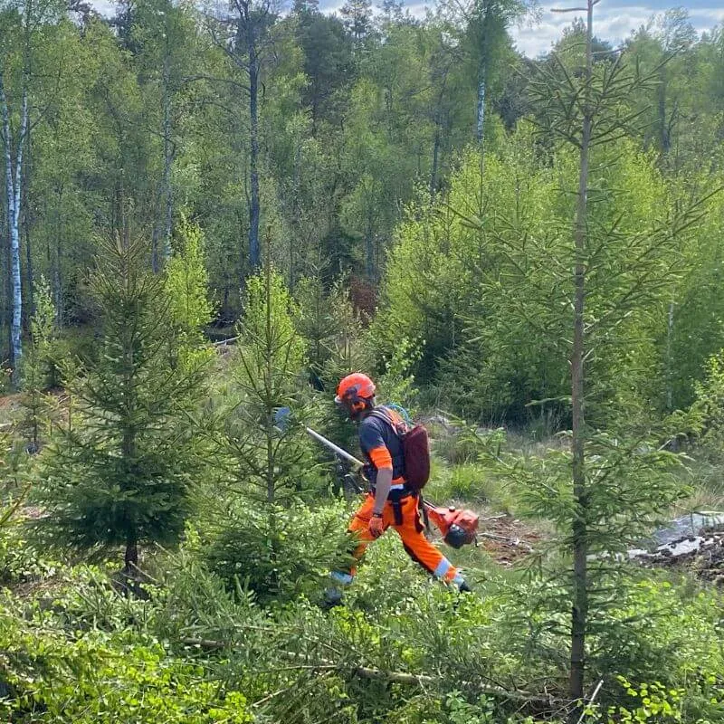 Beståndsröjning i hela Sörmland