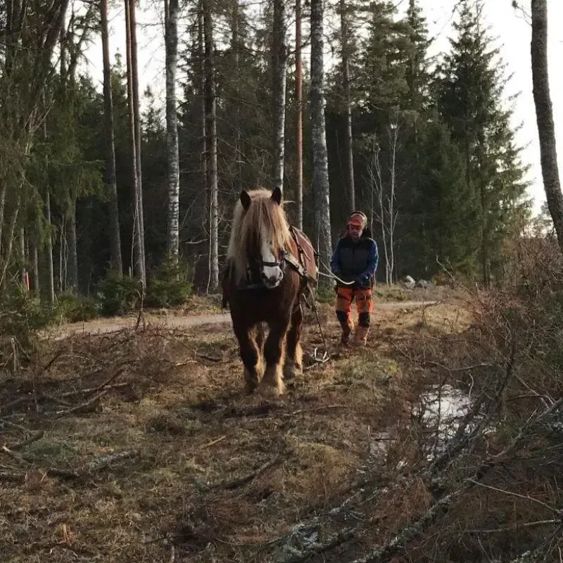 Slutavverkning